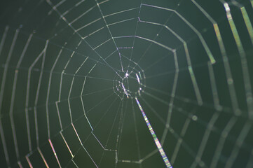 Network cobwebs on the grass