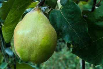 Coing, cognassier, Cydonia oblonga