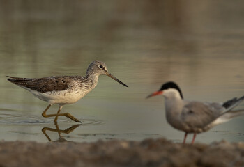 Selective focus on a Common Greenshank with white-cheeked tern at the foreground at Asker Marsh, Bahrain