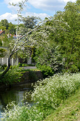 Fototapeta na wymiar Grande ciguë, Conium maculatum, chemin de randonnée, rivière, L’Orge, Juvisy sur Orge, Essonne, 91