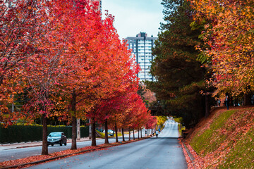 Fall in Curitiba, Paraná, Brazil