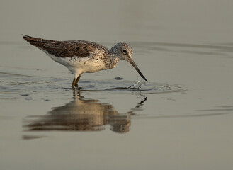 Common Greenshank feeding at Asker Marsh, Bahrain
