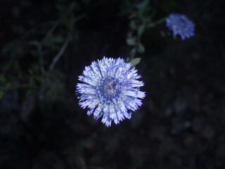 Close-up of a flower called king's crown (Globularia alypum)