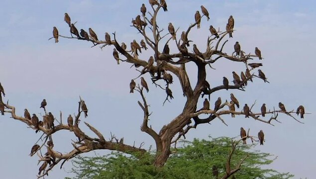 Flock of birds sitting on single bare tree