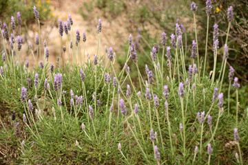 Wild lavenders in bloom