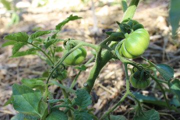 Tomatoes ripening in the sun in an organic vegetable garden