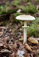 Macrolepiota procera in a forest undergrowth