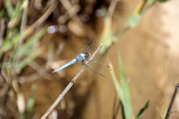 Light blue dragonfly on a dry branch next to the Puerto de la Cadena watercourse in Murcia.