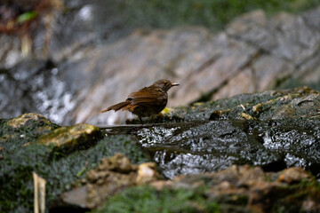 Spectacled Bulbul