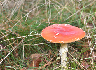 fly agaric in a forest undergrowth