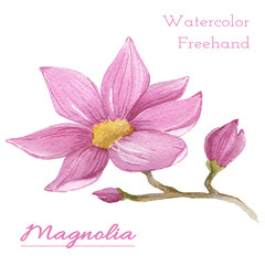 Watercolor Flower pink Magnolia on a white Background. Isolated three Flowers element with packaging and web