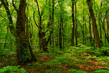 Fototapeta na wymiar Trees in the green forest