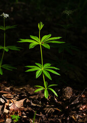 Galium odoratum forest fragrant flowers