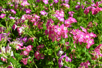 Fototapeta na wymiar Beautiful colorful pink watercress in a garden.