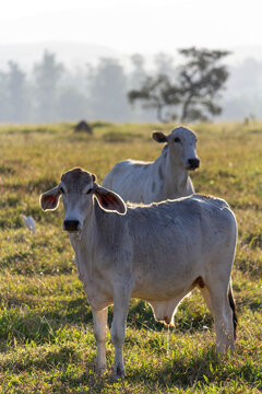 Cows in a field, green grass. Vertical image (portrait)