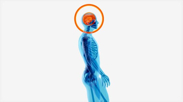 4K Anatomy concept of a Xray man walking