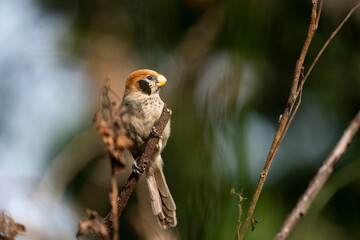 Grey - headed Parrotbill