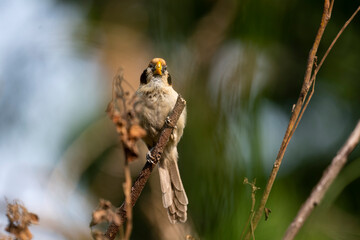 Grey - headed Parrotbill