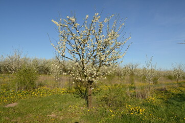 Fototapeta na wymiar sad wiosną ,sady wiosną , sady śliwkowe , Polskie sady wiosną , Sad wiosenny , drzewka śliwkowe , kwiaty śliwy kwiaty na drzewach