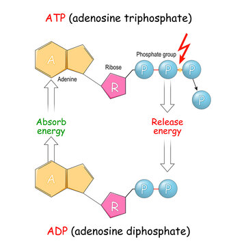 ATP and ADP. Absorb and Release energy into cell.