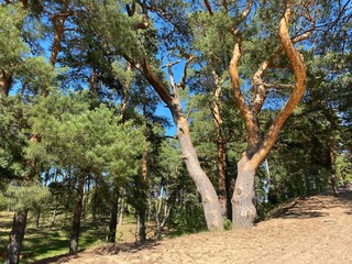 Thick winding pine trunks in the forest on the sand dunes.