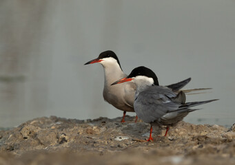 White-cheeked Terns at Asker marsh, Bahrain