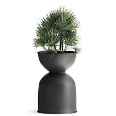 Raphis Palm in black pot