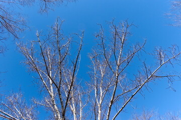 branches against sky