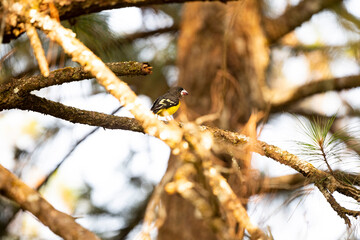 Spot - winged Grosbeak