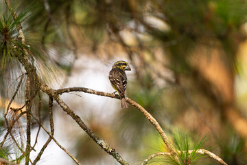 Spot - winged Grosbeak