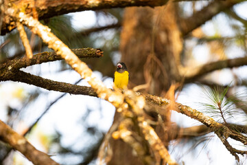 Spot - winged Grosbeak