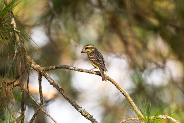 Spot - winged Grosbeak