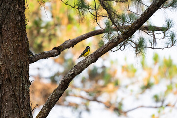 Spot - winged Grosbeak