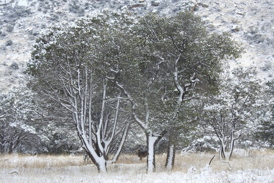 The beautiful scenery of the Chiricahua Mountain Wilderness, in Cochise County, southeastern Arizona. 
