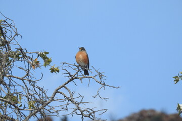 An American Robin perched on a branch in the Chiricahua Mountain wilderness, Cochise County, southeastern Arizona. 