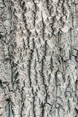 The texture of the bark of a deciduous tree. Natural wooden background.