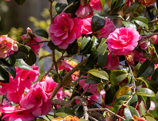 pink rose bush