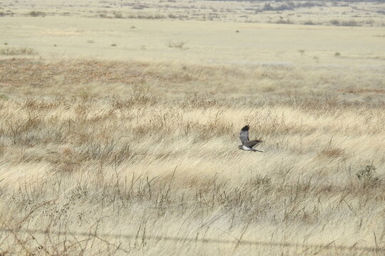 A northern harrier flying over the desert grasslands in search of prey in Cochise County, southeastern Arizona