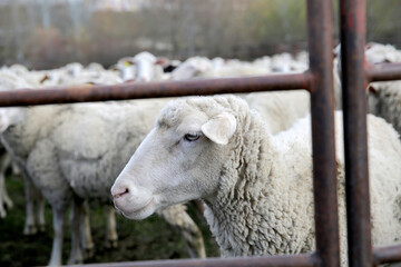 Livestock farm, the flock of sheep