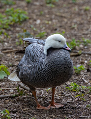 emperor goose on the grass