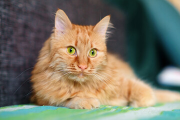 Ginger cat with green eyes is relaxing on the sofa, selective focus