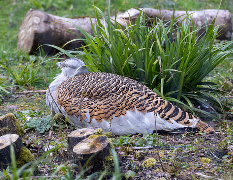 Pheasant In The Grass On A Nest