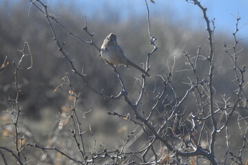 A canyon towhee perched on a thin branch in the Chiricahua Mountain wilderness, Cochise county, southeastern Arizona.
