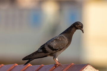 pigeon on the roof