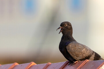 pigeon on the roof