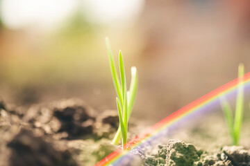growing onions in the garden