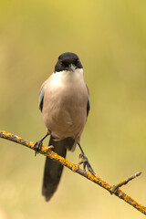 Azure-winged magpie in the late afternoon lights on a willow branch after a bath
