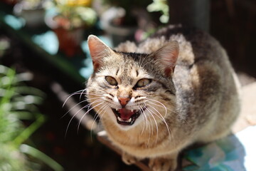 cat in the garden