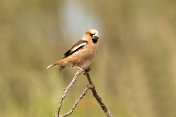 Fototapeta premium Hawfinch on a perch near a natural water point in summer in the late afternoon lights
