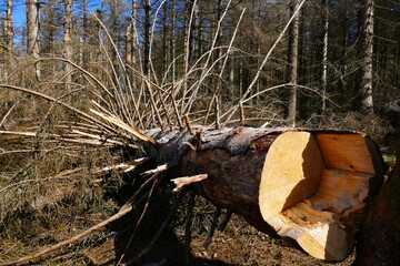 Catastrophic forest dying in Europe. Dead spruce, the tree barks were partially destroyed due to the immense infestation of bark beetles. Reasons: climate change, drought, Harz mountains, Germany.
